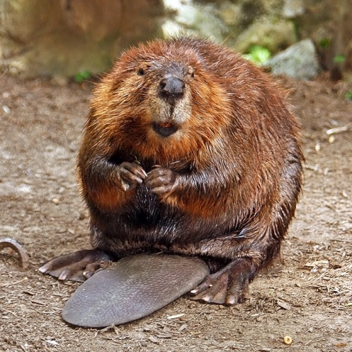 Beaver - Wiki
